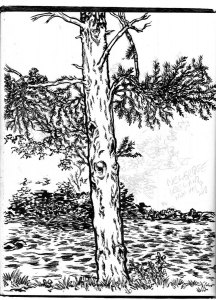 Sketchbook-14